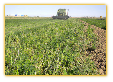 Alfalfa GVS Super 5320 vegetable seed