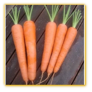 Carrot GVS 10075 F1 Hybrid